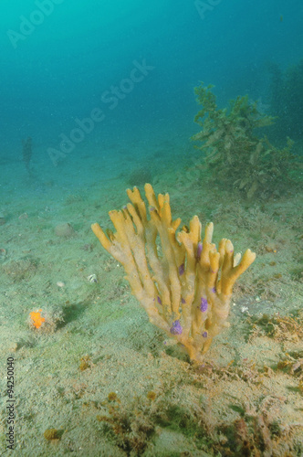 A bush of used-to-be purple finger sponge on the silty bottom of mahurangi Harbour.