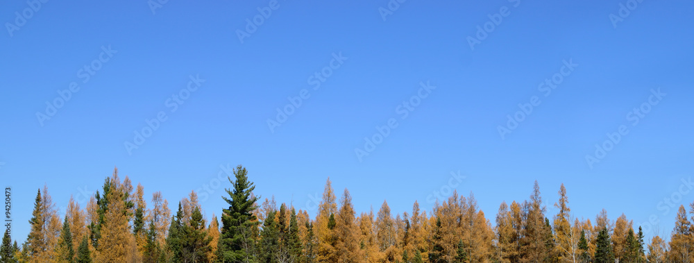 Tamarack (Larix laricina) and Spruce (Picea mariana) and Blue Sky Tamarack (Larix laricina) and Spruce (Picea mariana) and Blue Sky
