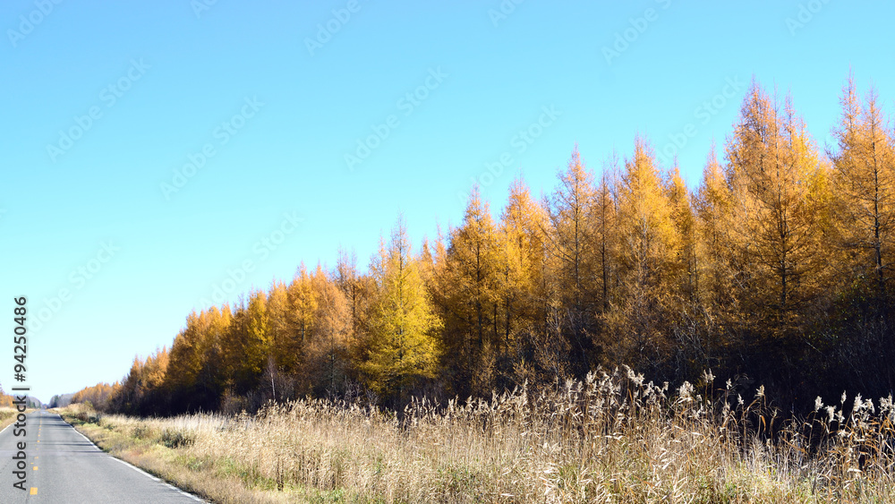 Golden Tamarack (Larix laricina) Along Road in Fall Golden Tamarack (Larix laricina) Along Road in Fall