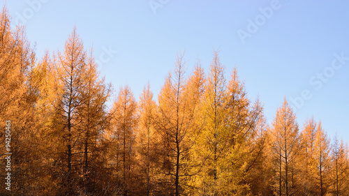 Tamarack (Larix laricina) Showing Fall Colors