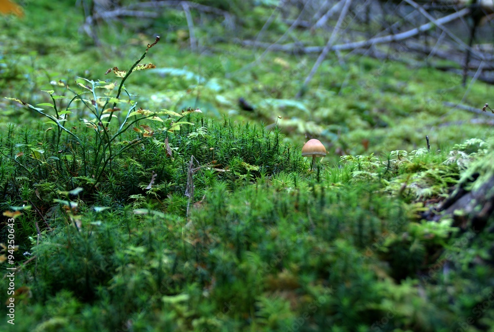 Champignons Champignons