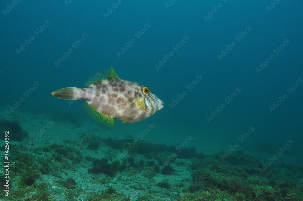 Obraz premium Leatherjacket Parika scaber