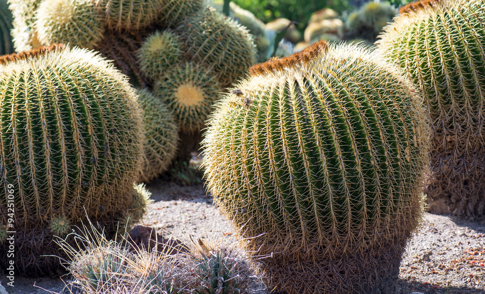 Cactus Cactus