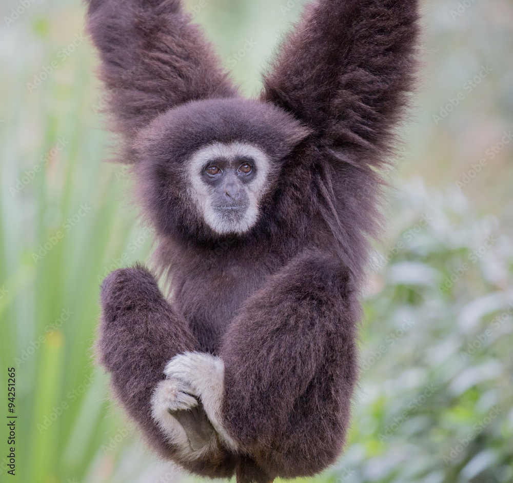Fototapeta premium White-handed Gibbon (Hylobates lar) hanging and arm swinging on a tree. Oakland Zoo, California, USA.