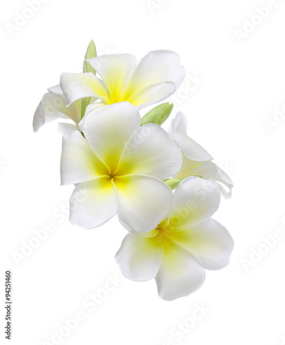 Frangipani flower isolated on white background