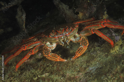 A portrait of red rock crab Plagusia chabrus.