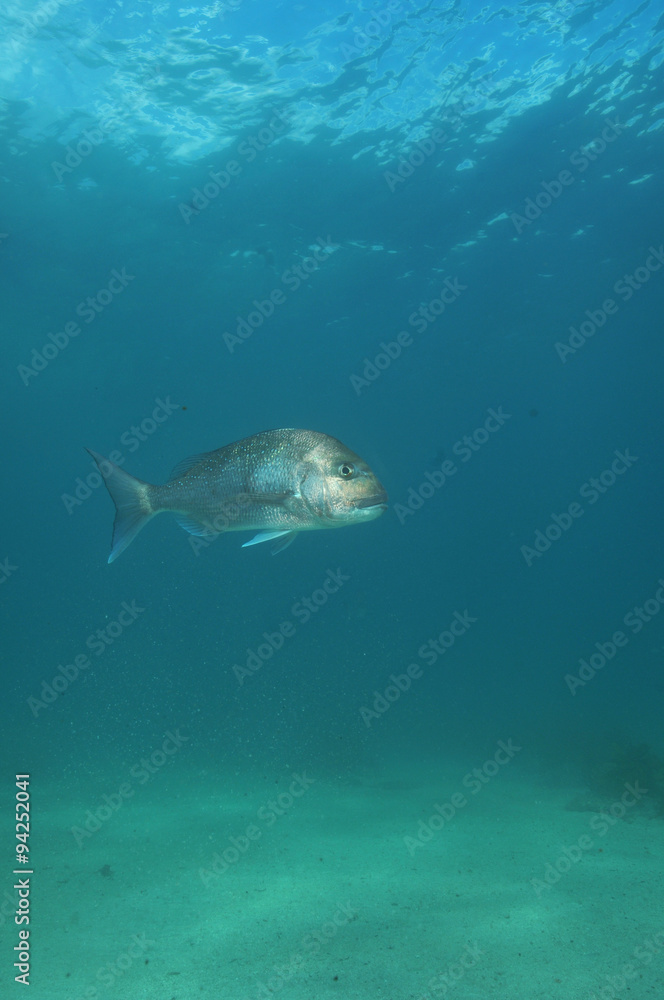 Fototapeta premium Australasian snapper Pagrus auratus in the waters around New Zealand.