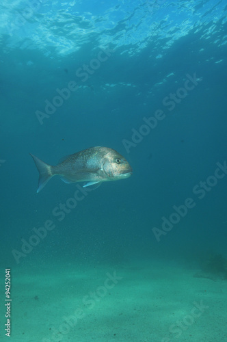 Australasian snapper Pagrus auratus in the waters around New Zealand.