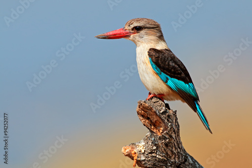 A brown-hooded kingfisher (Halcyon albiventris), Kruger National Park, South Africa. photo