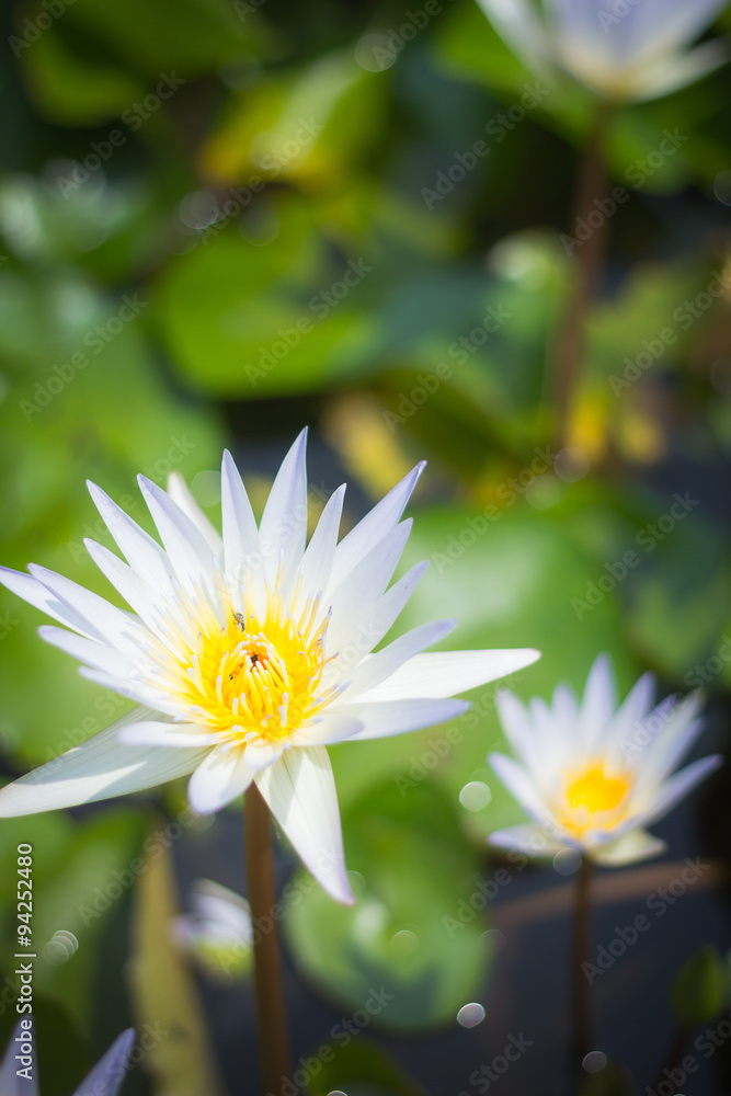 White lotus or waterlilly White lotus or waterlilly