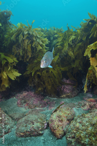 Snapper Chrysophrys auratus in temperate waters around New Zealand. photo