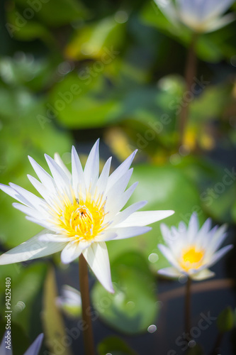 White lotus or waterlilly