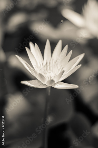 Fototapeta Naklejka Na Ścianę i Meble -  white lotus or waterlily