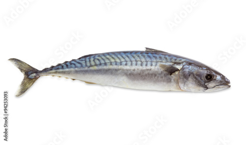 Raw atlantic mackerel on a light background