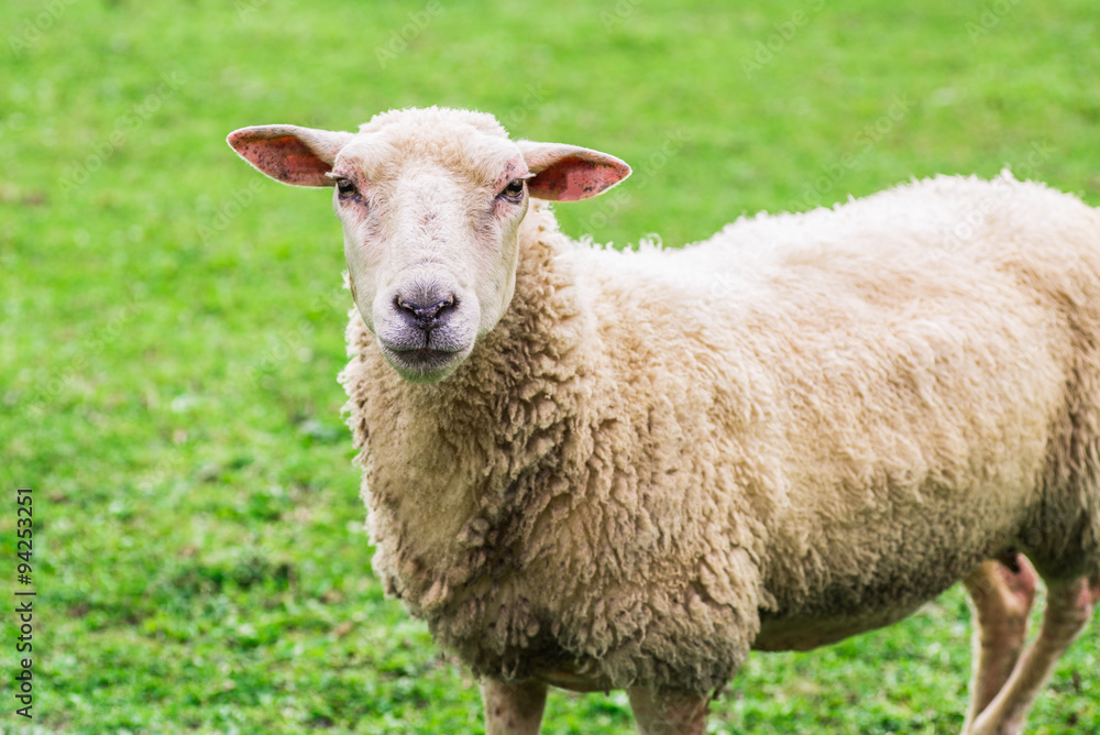close up of a sheep standing on a lawn