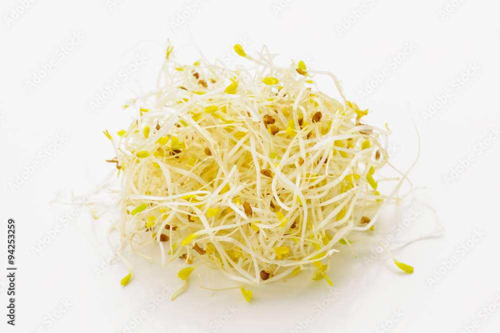 tender alfalfa sprouts on white base tender alfalfa sprouts on white base