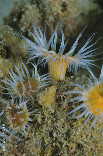 White-tentacled anemones Anthothoe albocincta.