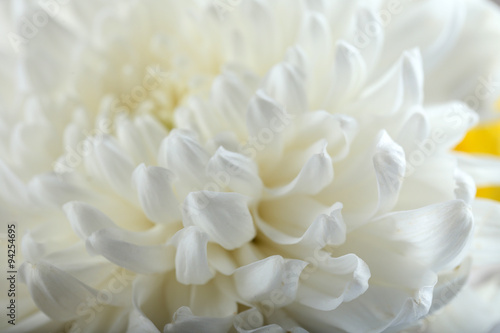 White chrysanthemum, macro © Africa Studio