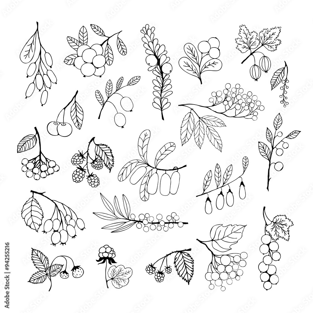 Set of garden and wild hand-drawn sketch berries Set of garden and wild hand-drawn sketch berries