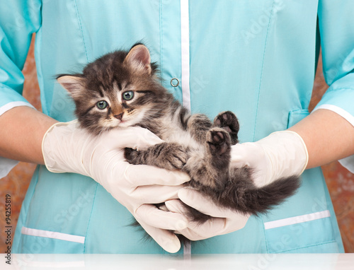 Siberian kitten