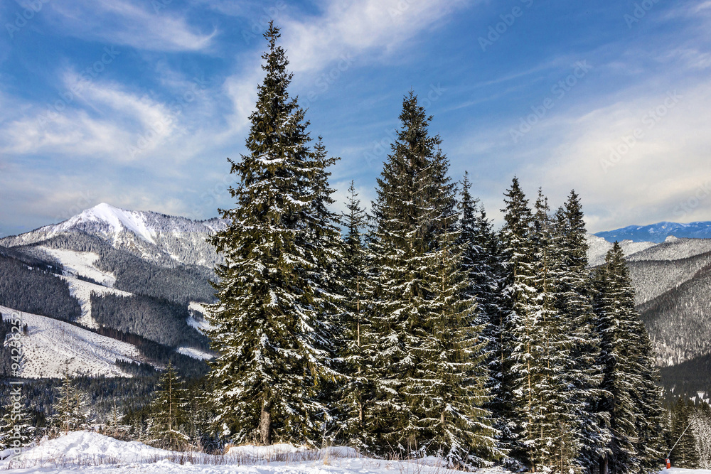 fir-trees, winter mountain landscape, Slovakia fir-trees, winter mountain landscape, Slovakia