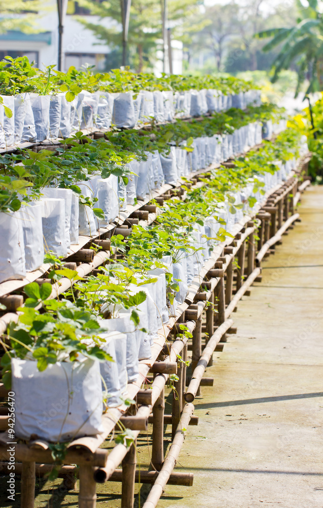 Strawberry plantation. Strawberry plantation.
