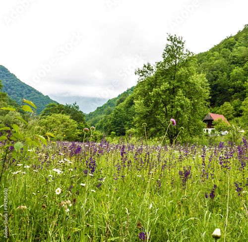 Green hills and meadow with wild flowers in countryside, Montene photo