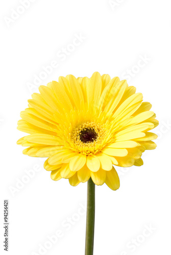 Yellow gerbera flower  Brilliance  isolated on white.