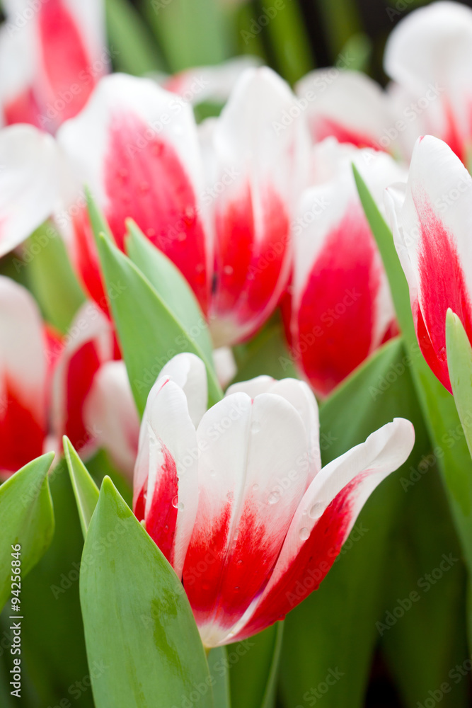Fototapeta premium Red white tulip flowers
