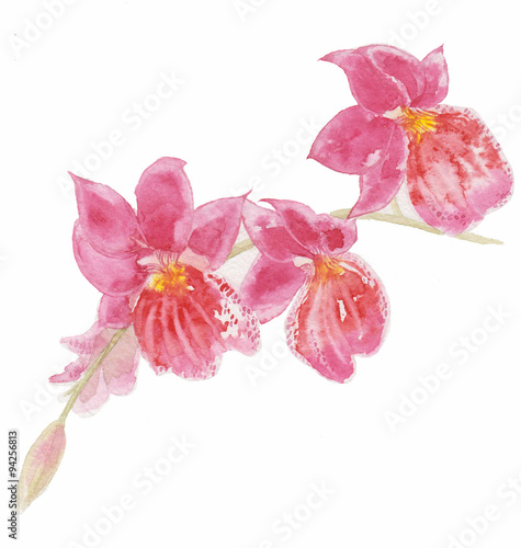 The flower orchid watercolor hand drawn painting on the wallpaper isolated on the white background