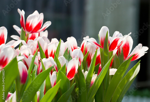 Foto Red white tulip flowers