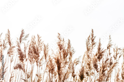 Seedy reed stalks photo