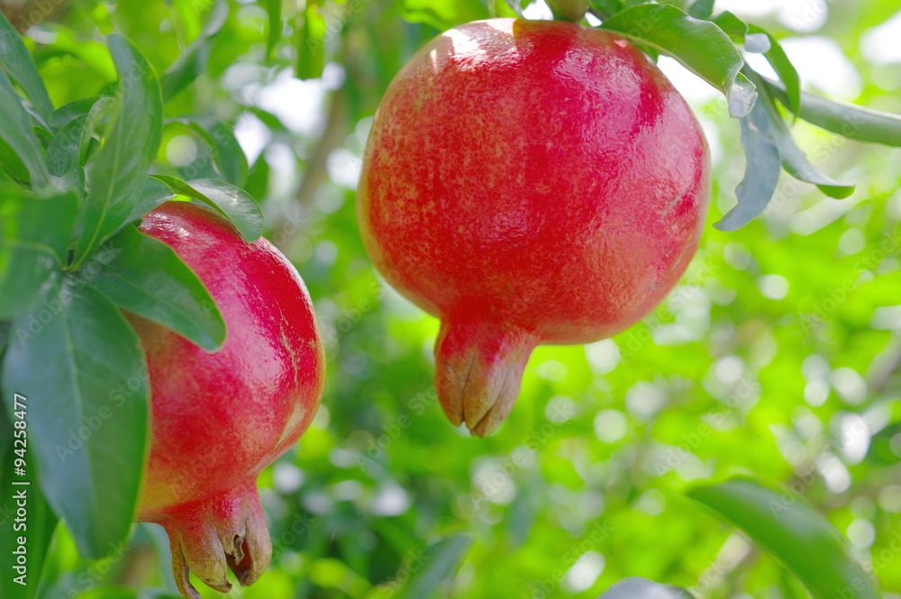 柘榴の木 Stock Photo Adobe Stock