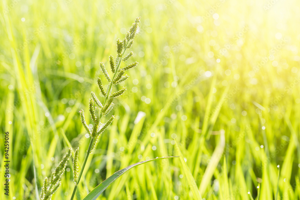 Grass flower and green natural background with flare Grass flower and green natural background with flare