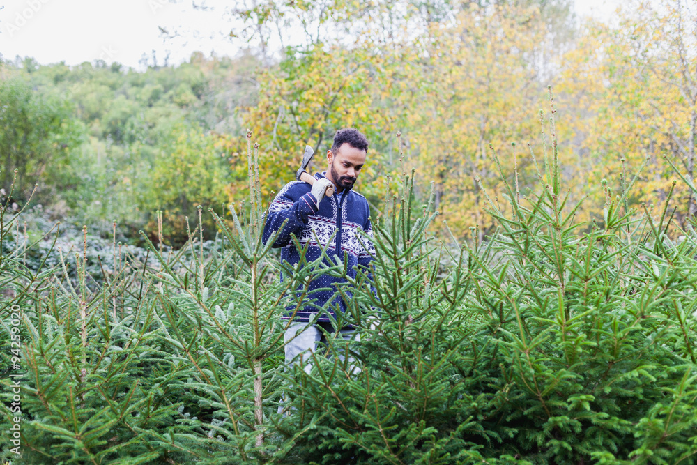 In a plantation of Christmas trees, a young man with a small ax controls the growth of fir trees and chooses which must be cut to be sold in anticipation of the arrival of the holidays In a plantation of Christmas trees, a young man with a small ax controls the growth of fir trees and chooses which must be cut to be sold in anticipation of the arrival of the holidays