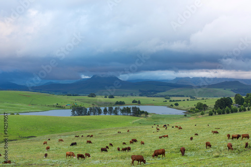 Cattle grazing © hannesthirion
