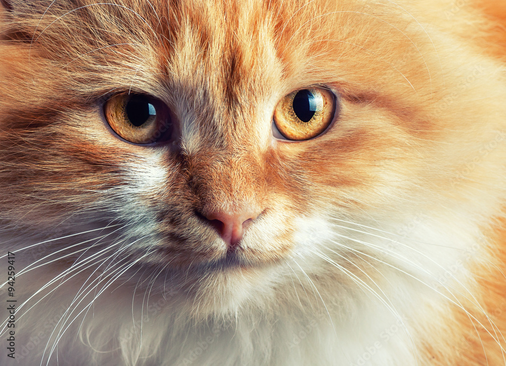 Portrait of beautiful red-haired cat