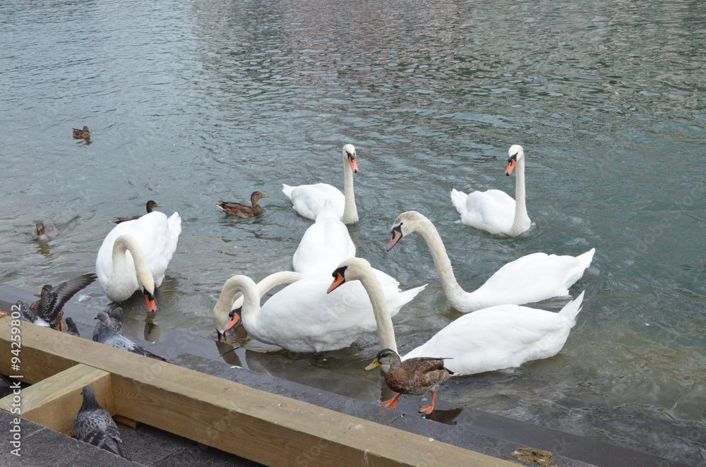 Swan on Lucerne lake, Switzerland