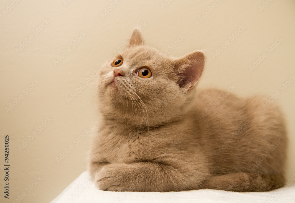 Ταπετσαρία A Fawn British Shorthair Kitten