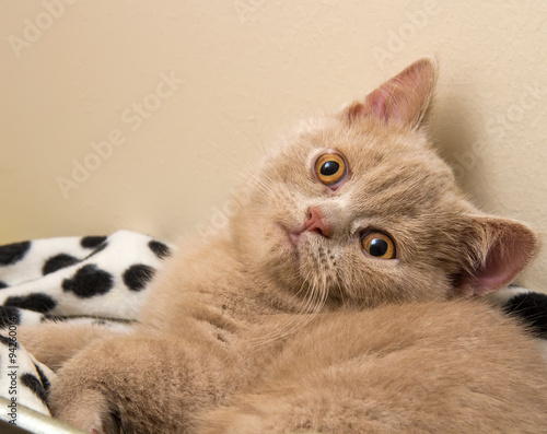 Fotografie A Fawn British Shorthair Kitten