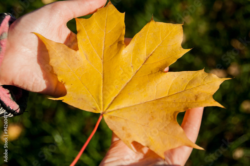 Girl holding maple leaf