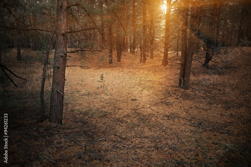 secrets of a pine forest