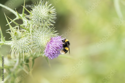 Bumble Bee gathering pollen from a thistle