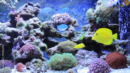 Marine fishes in coral reef aquarium