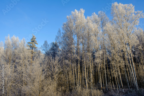 Wallpaper Mural Trees in hoarfrost, frost on the trees, the natural landscape in winter, a beautiful panorama of the winter forest. Torontodigital.ca