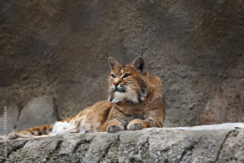Obraz premium lynx lying on the stone