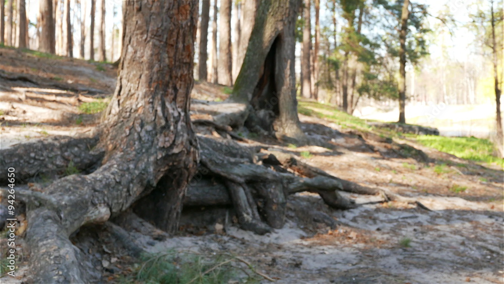 Walking in wood .Steadicam POV shot . Slow motion 4K 3840x2160 Walking in wood .Steadicam POV shot . Slow motion 4K 3840x2160