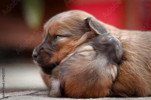 Foto miniature pinscher