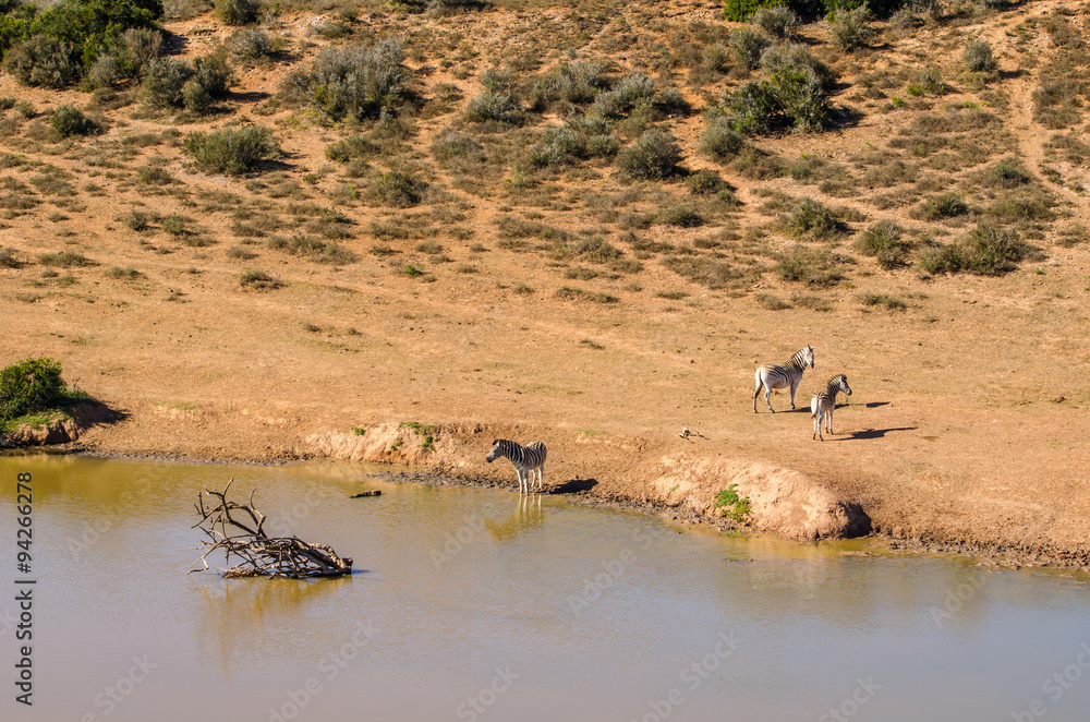 Zebre, pozza di abbeveraggio, Addo Elephants Park - Sudafrica Zebre, pozza di abbeveraggio, Addo Elephants Park - Sudafrica