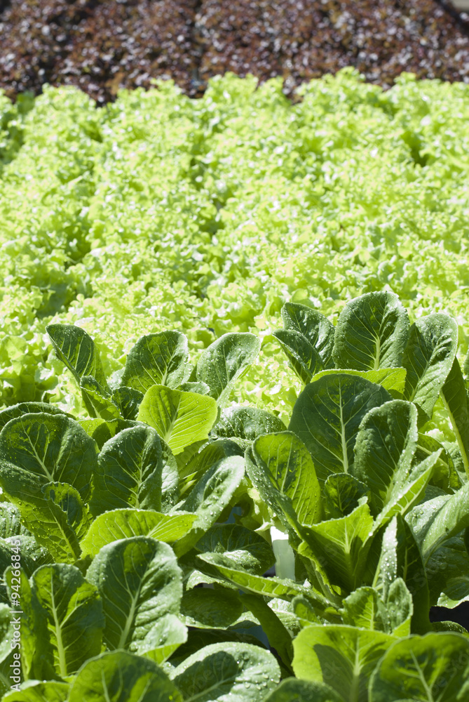Hydroponic vegetables for salad Hydroponic vegetables for salad